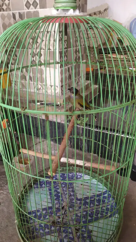 Burung lincang (kutilang sutra)