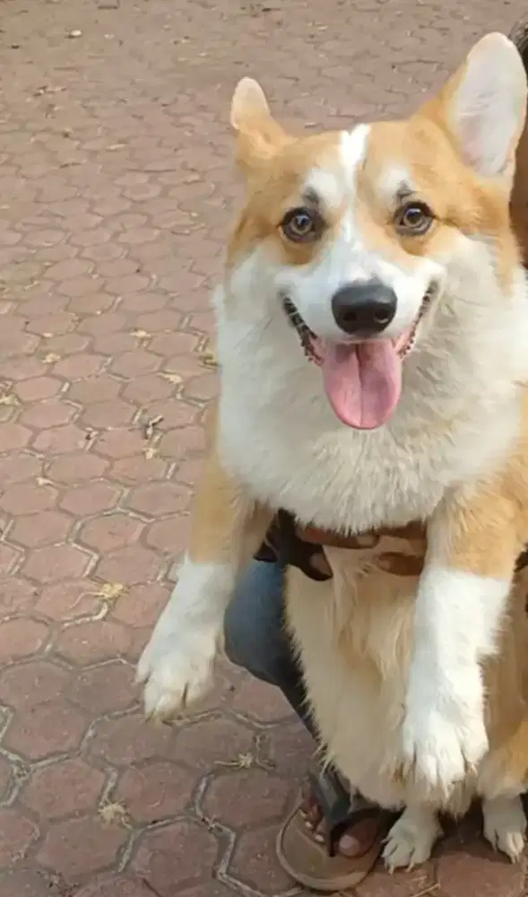 Jual Anjing Corgi