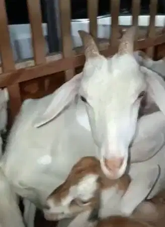 5 ekor kambing betina saapera bunting 1 thn siap ternak kambing perah