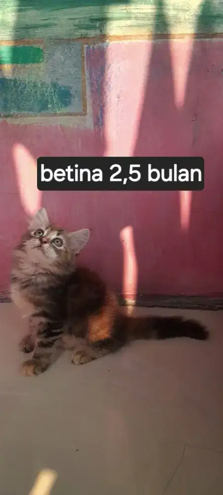 Kitten lucu imut usia 2,5 bulan