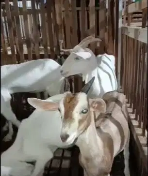 5 ekor kambing betina bunting saapera 1 thn siap kambing perahan puas