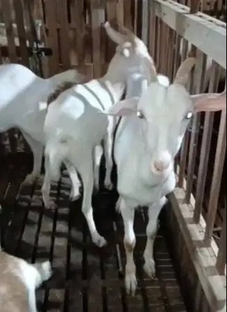 5 ekor kambing betina saapera bunting 1 thn siap ternak kambing perah