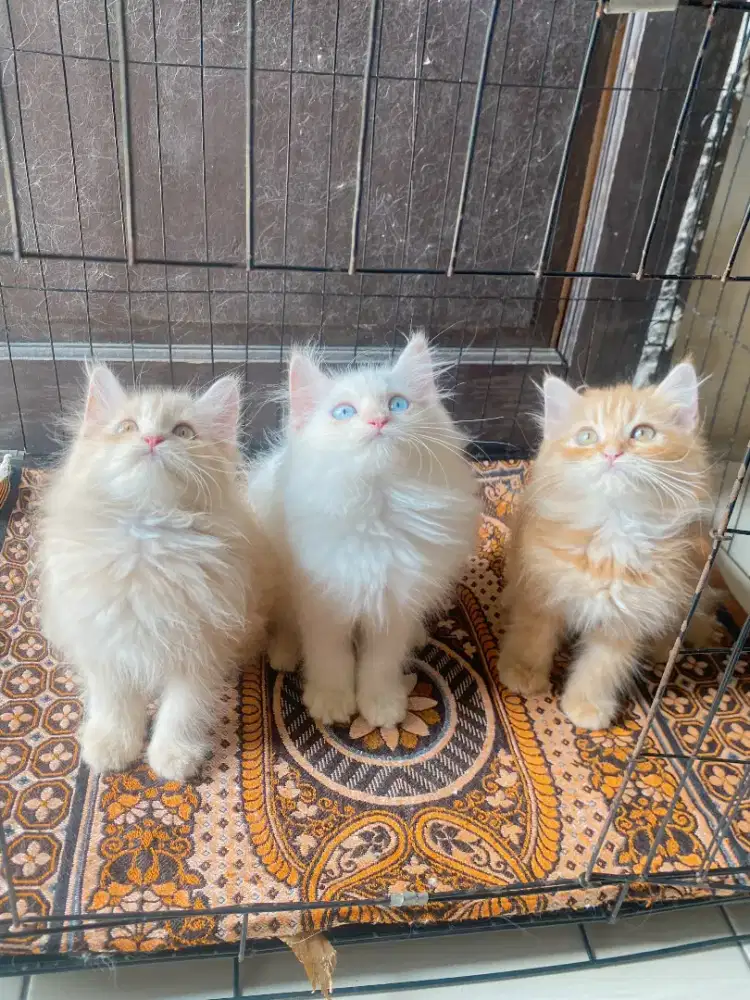 Kucing Persia X Norwegian
