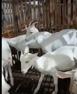 5 ekor kambing betina indukan bunting 1 thn siap kambing perahan puas