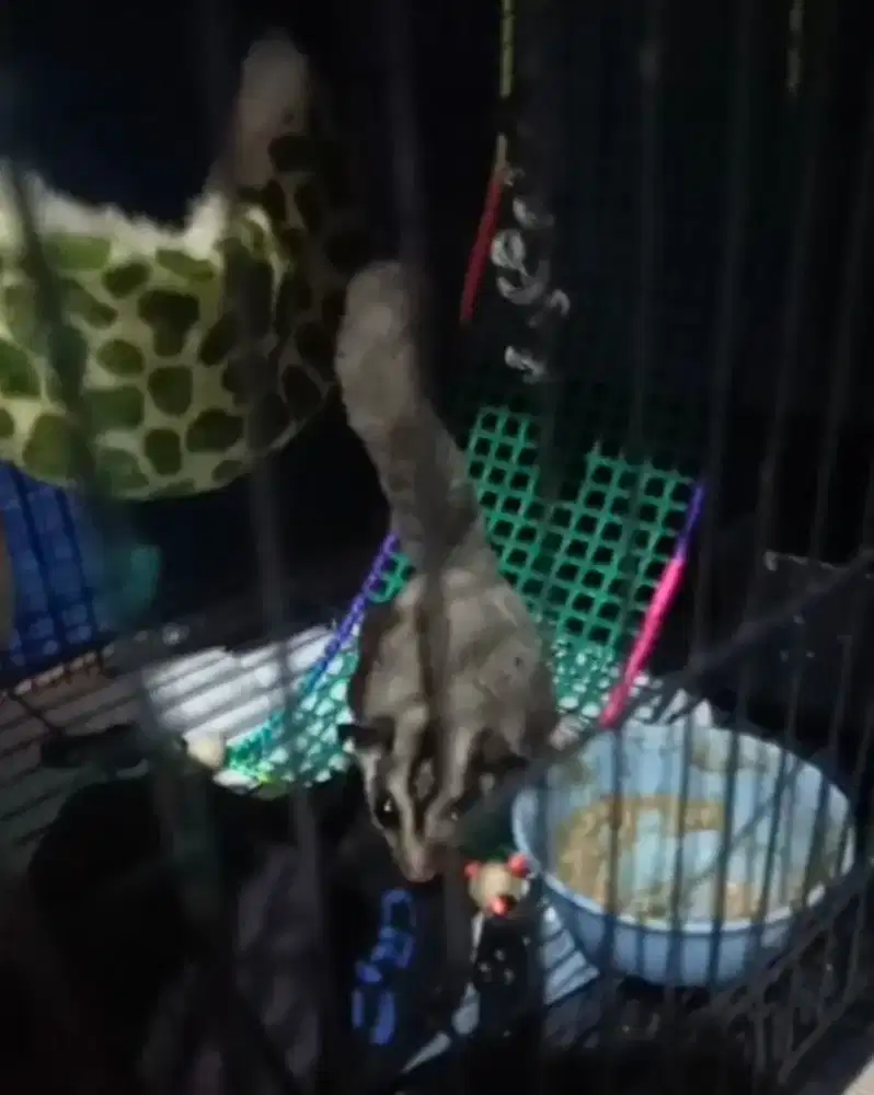 Sugar glider usia 7 bulan jantan