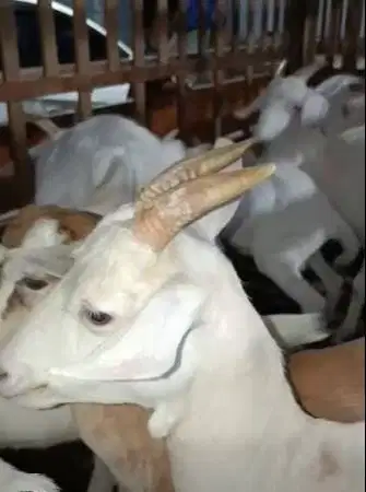 5 ekor indukan kambing betina saapera bunting siap kambing perah puas