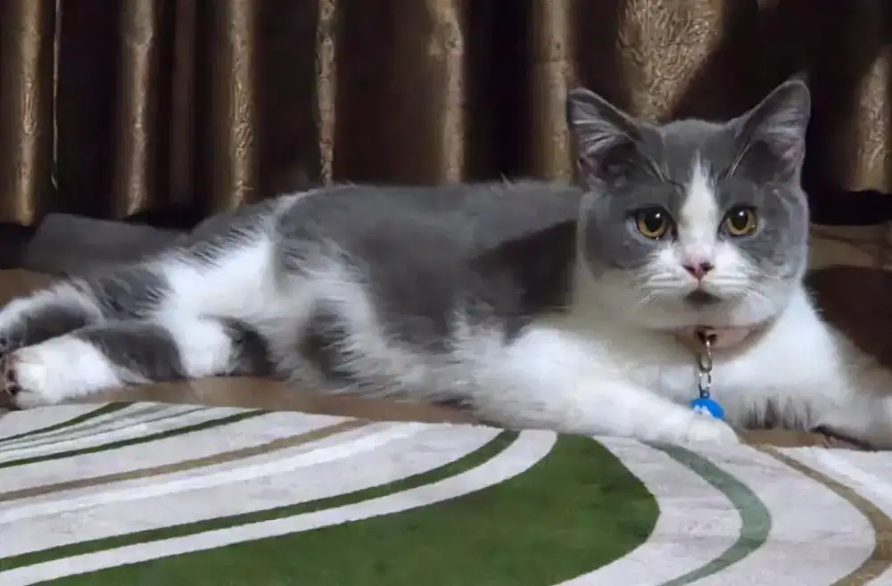 Kucing BSH Bogor