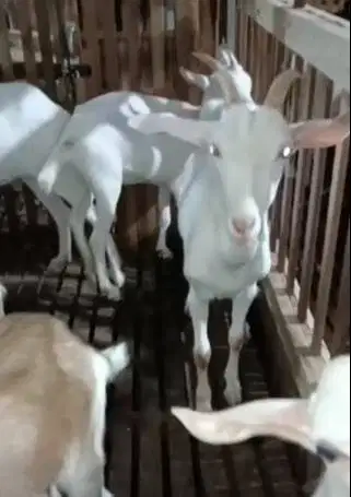 5 ekor kambing indukan saapera bunting siap kambing perahan unggulan
