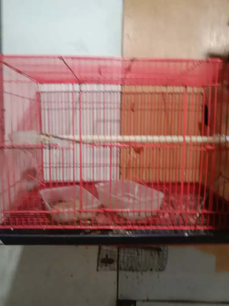 Djual Sangkar petak Lb dragon