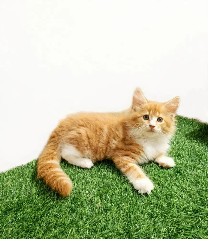 Kitten MaineCoon Betina Pure No mix. Induk Cfa Show Quality