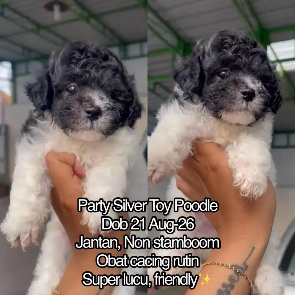 Party Silver Toy Poodle Murah Jantan (J1)