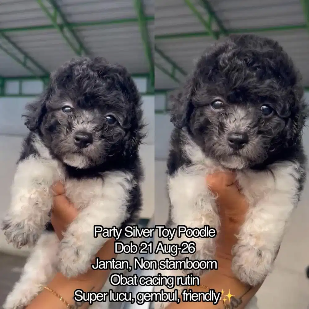 Party Silver Toy Poodle Murah Jantan (J2)