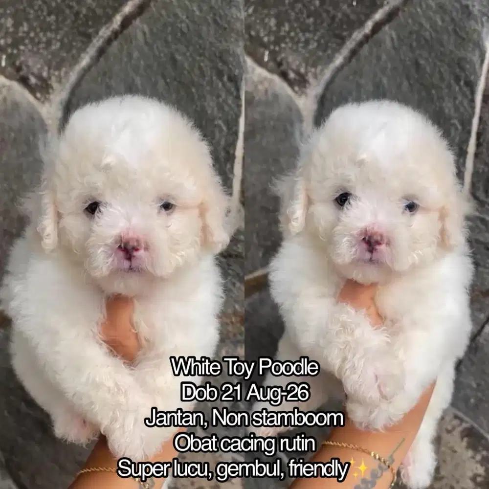 White Toy Poodle Murah Jantan