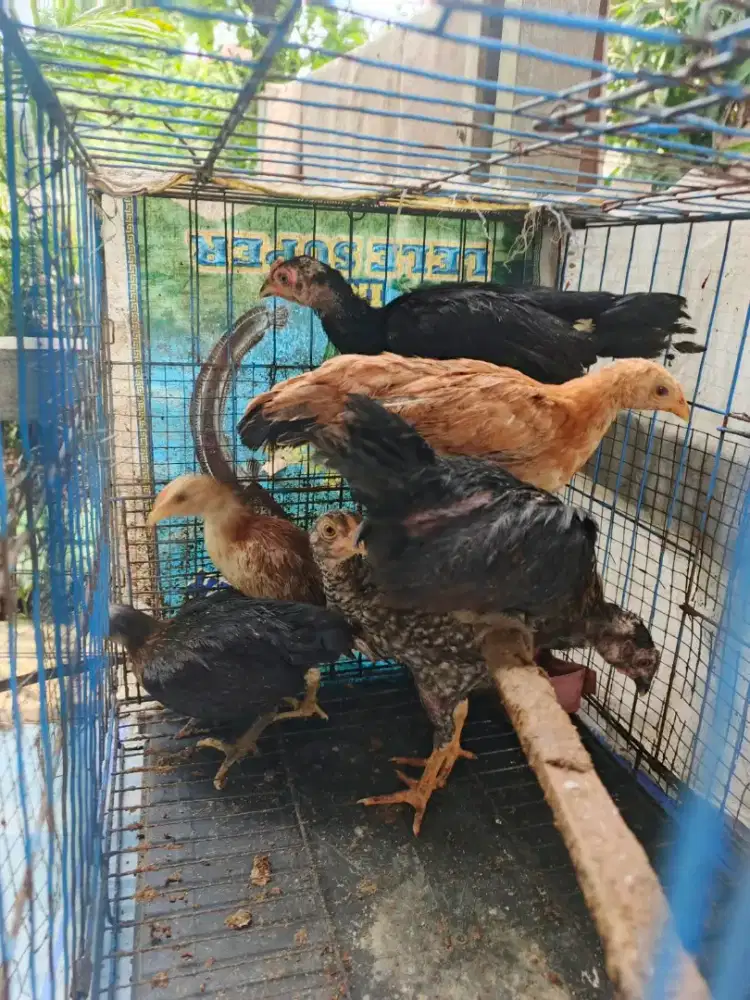 Ayam kampung anakan dan biang