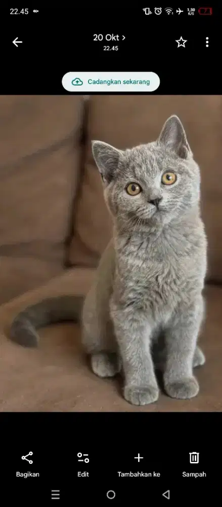 Kucing kitten British shorthair Bluesolid purre