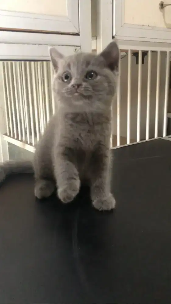 British shorthair