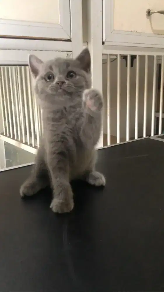 British shorthair