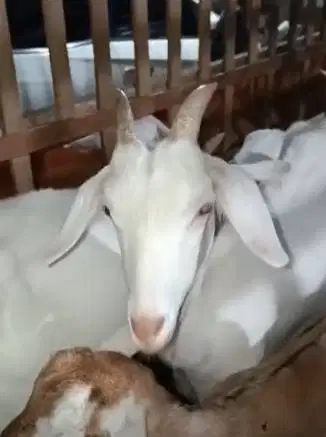 5 ekor indukan kambing betina saapera bunting siap kambing perahan top