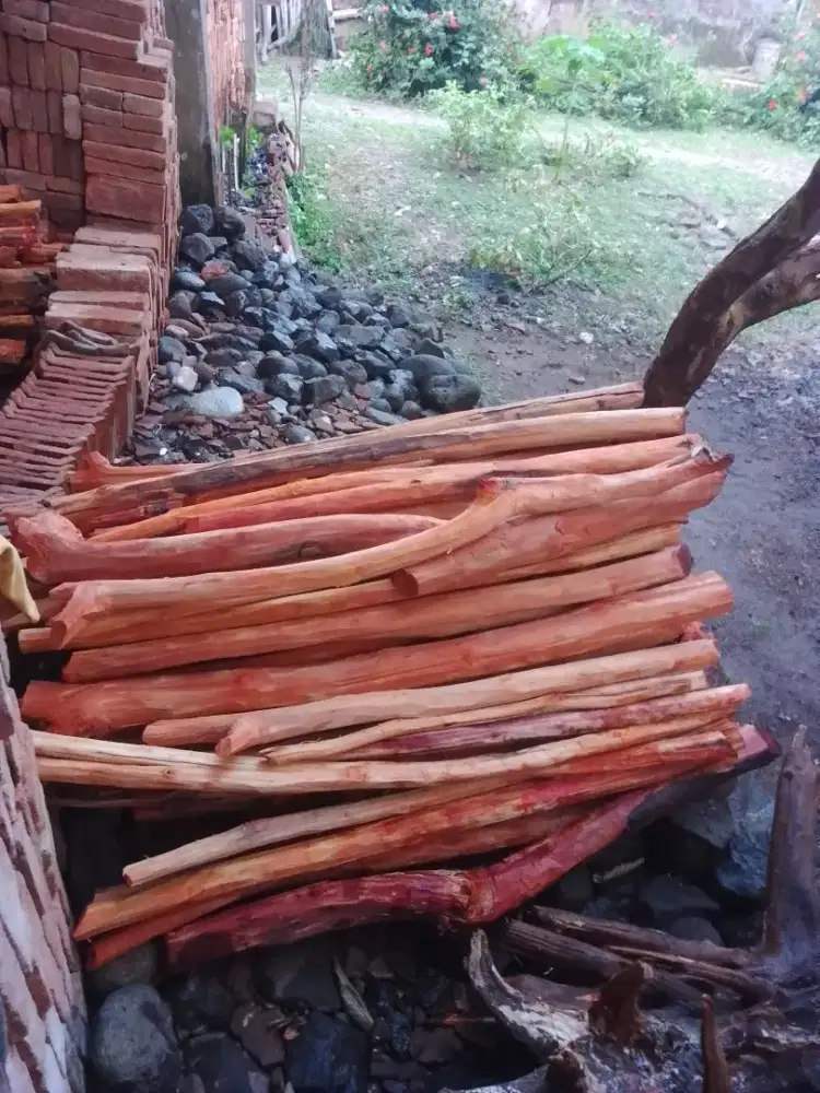 ready kayu secang