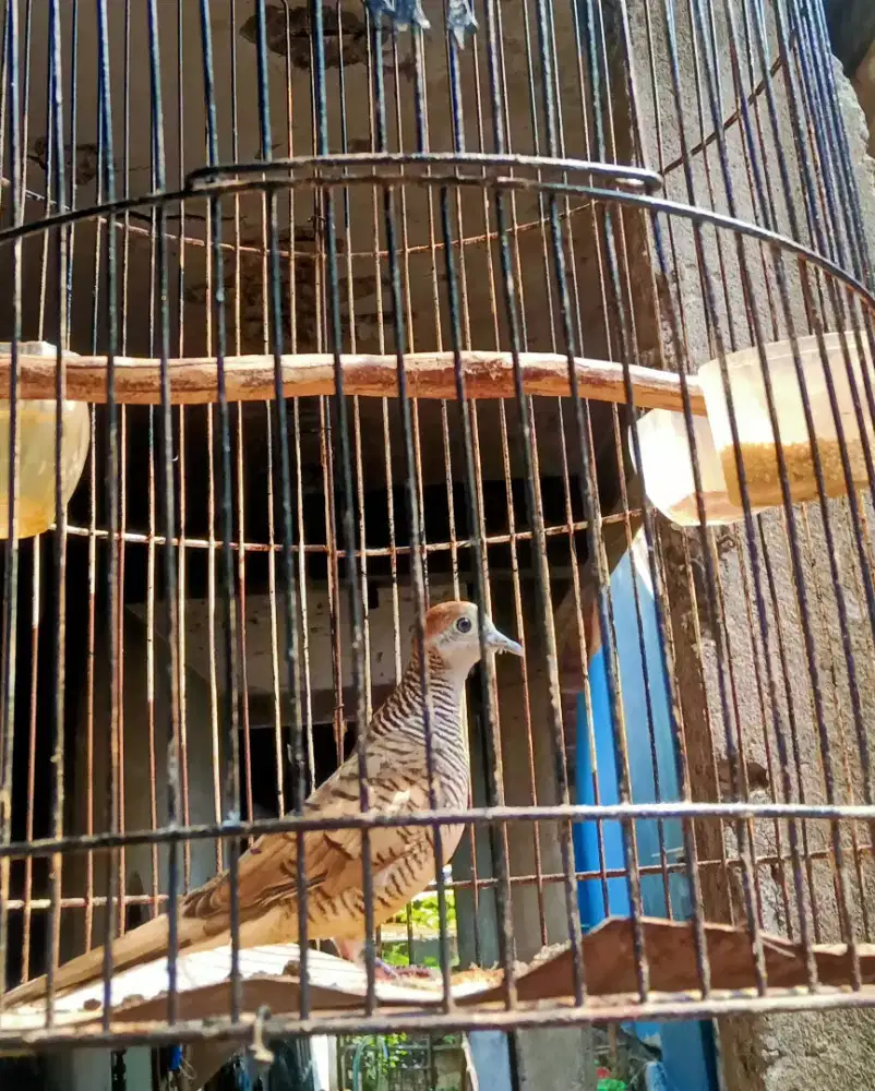 PERKUTUT LOKAL ALAM
