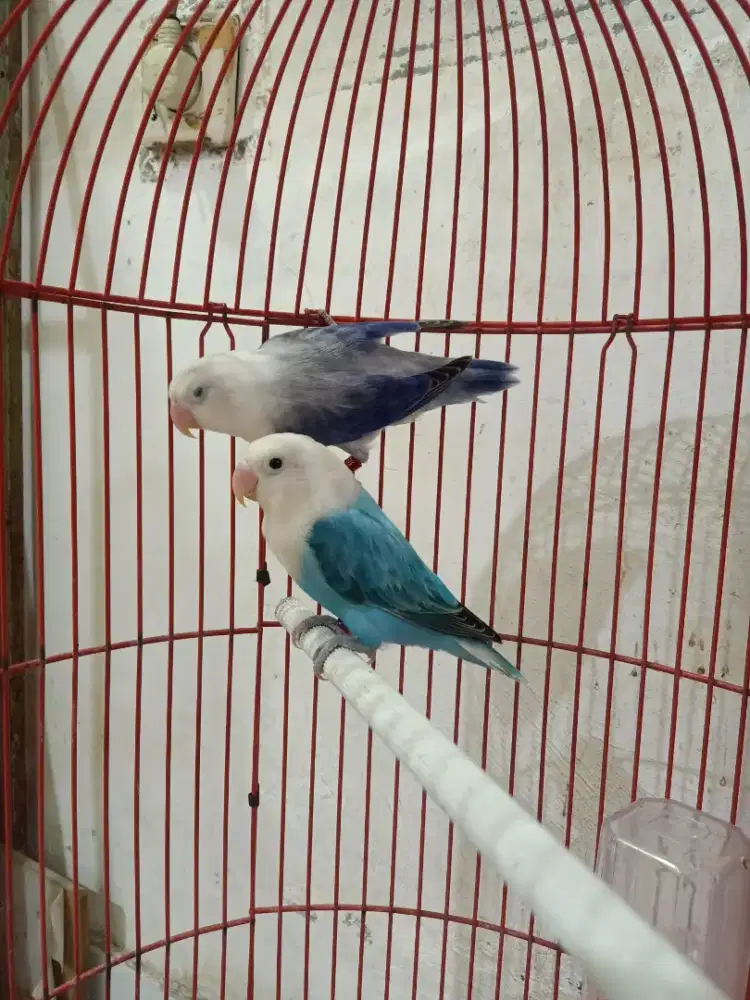 Lovebird love bird Biola