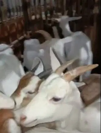 5 ekor indukan kambing betina saapera bunting siap kambing perahan top