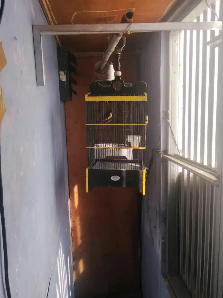 Burung pijantung pisang +kandang