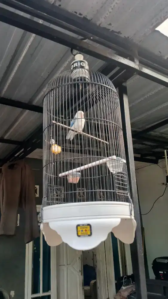 Jual burung lovebid & kandang
