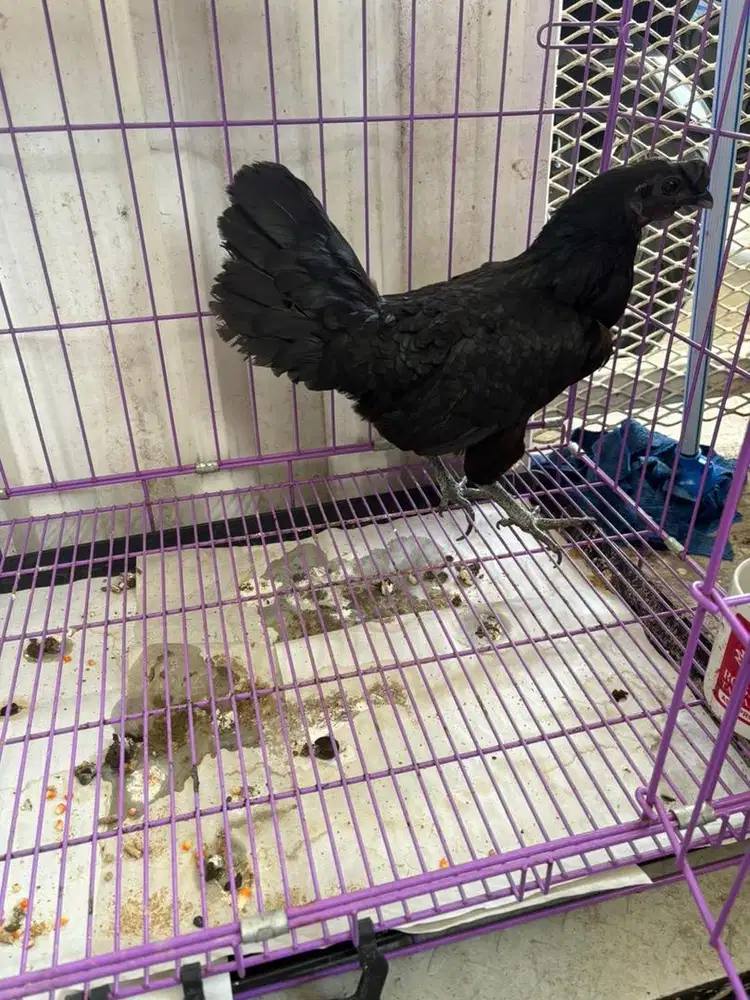 Ayam Cemani betina, rajin nelor, mulus no minus