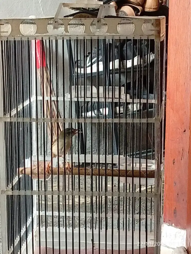 burung ciblek sawah