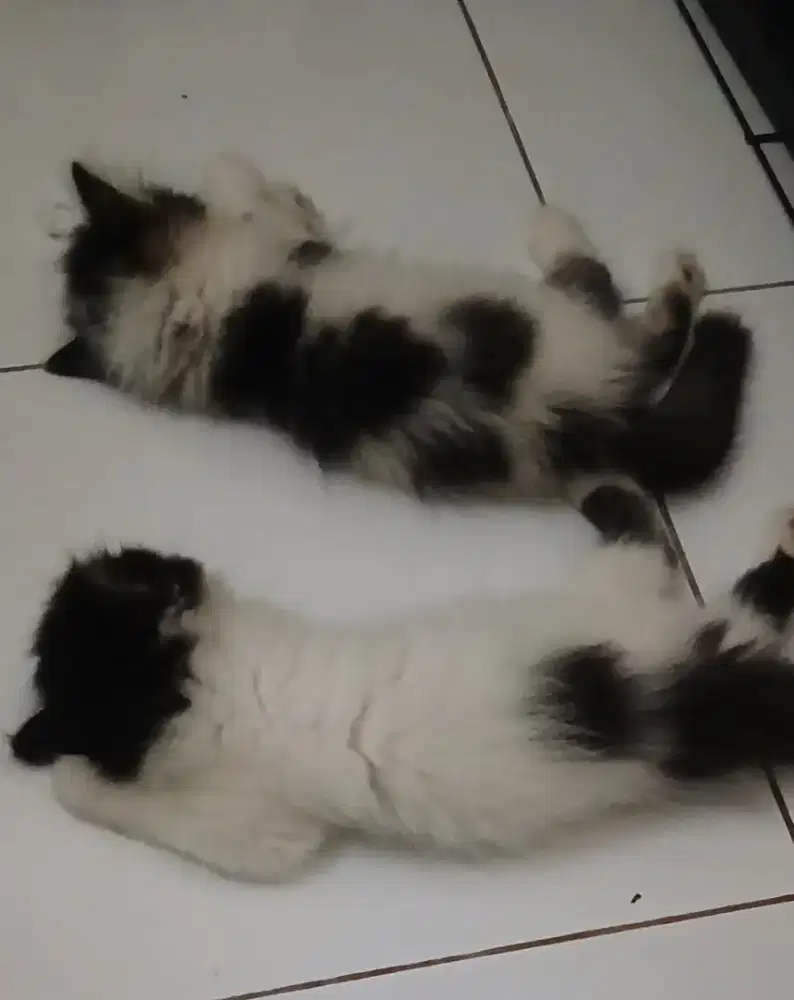 KUCING PERSIA PLATNOSE