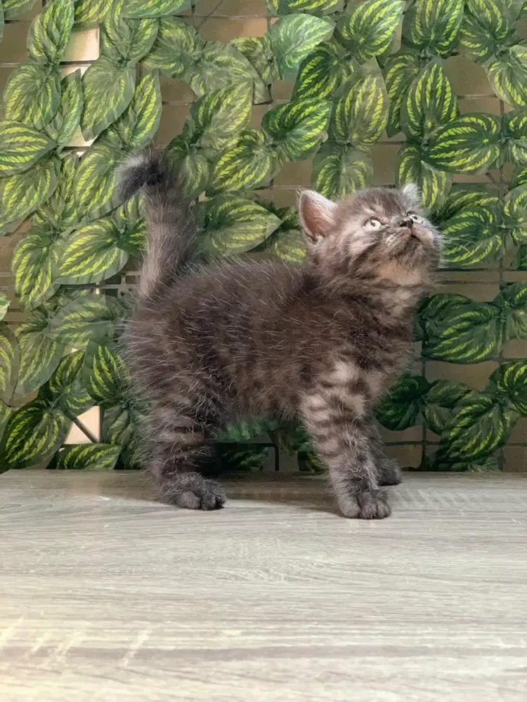 kucing BSH Kitten British ShortHair jantan