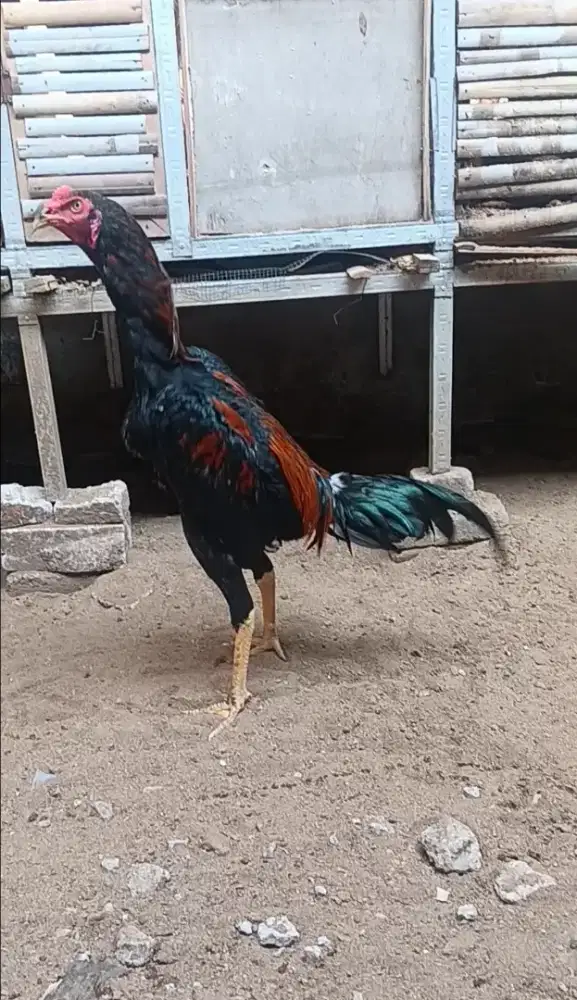 Ayam Bangkok Masih Gress
