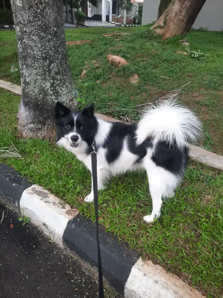 Dogwalkers/petsitter