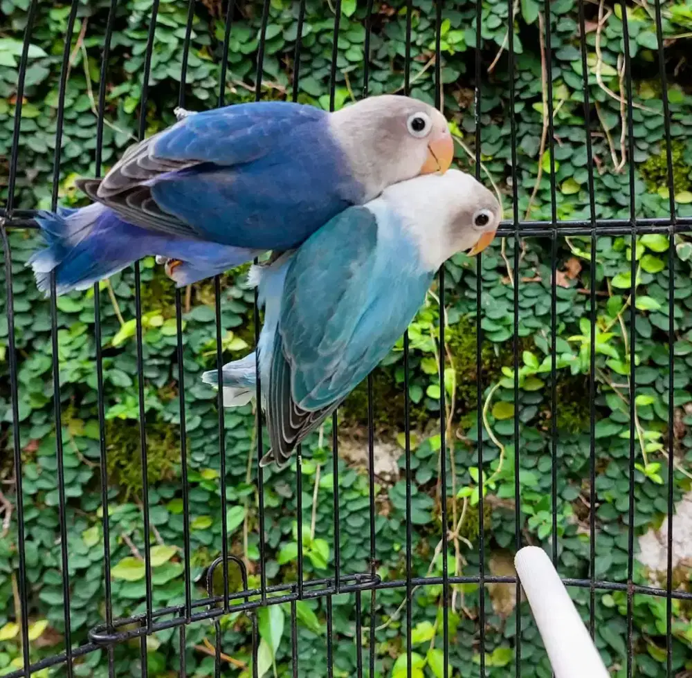 Lovebird posibel dun sepasang