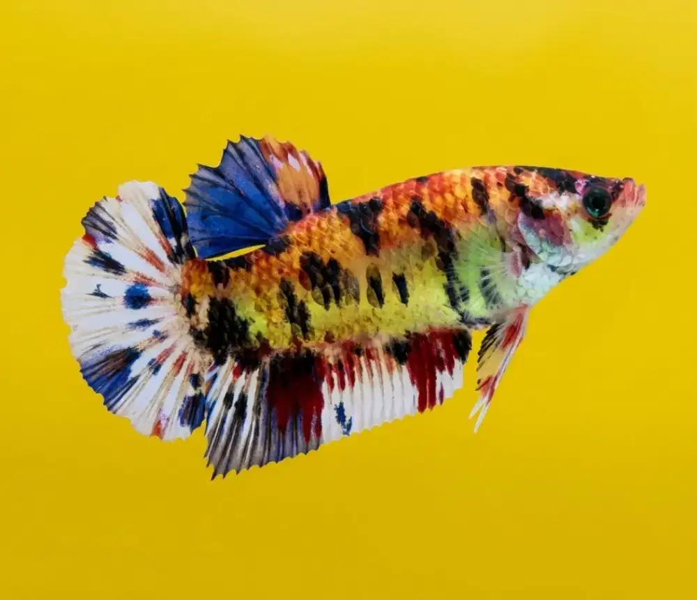 ikan cupang betina giant multicolor