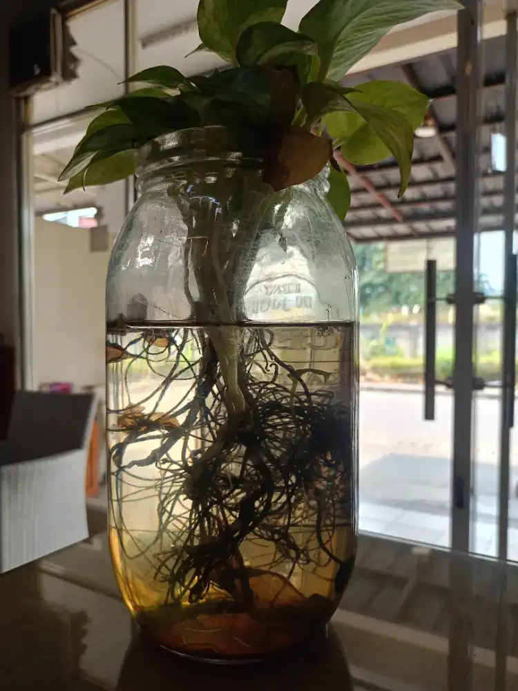 Karyawan laundry