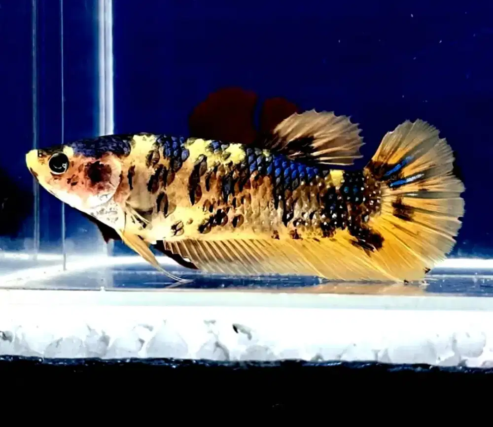 ikan cupang giant yellow koi betina