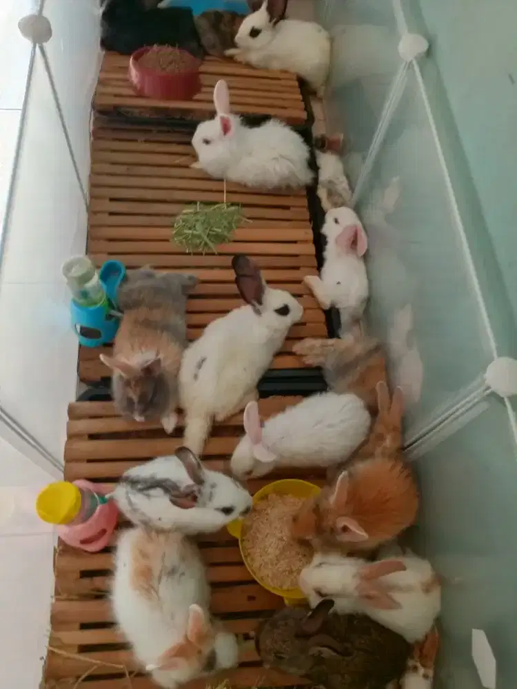 Kelinci Bang Jack