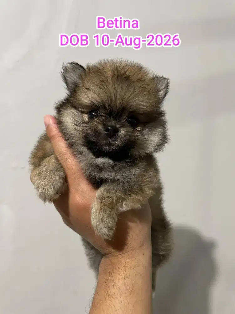 Anjing Minipom Pomeranian Pom Pom