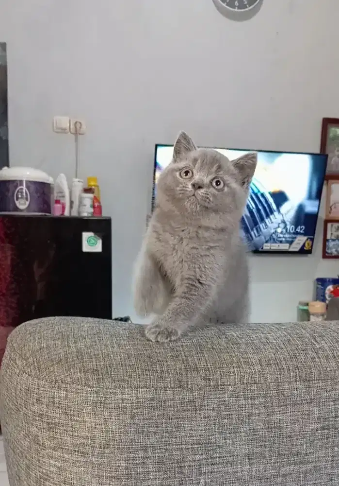 BRITISH SHORTHAIR / BSH BLUE