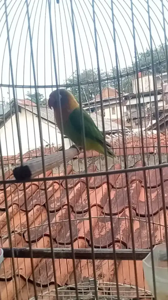 Lb mangga kadang panjnag kadang di vidio ga mau