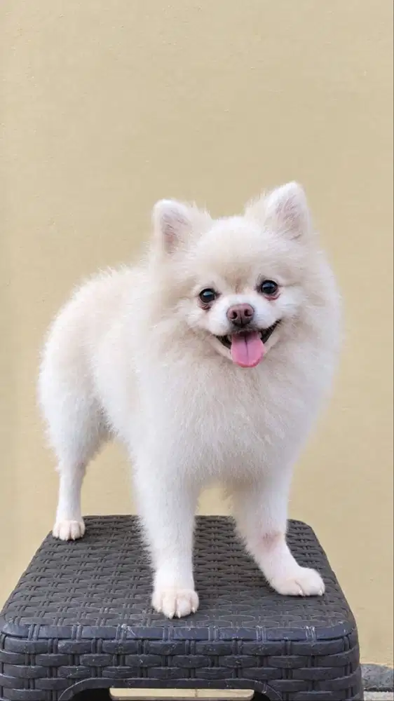JUAL SUPER MINIPOM