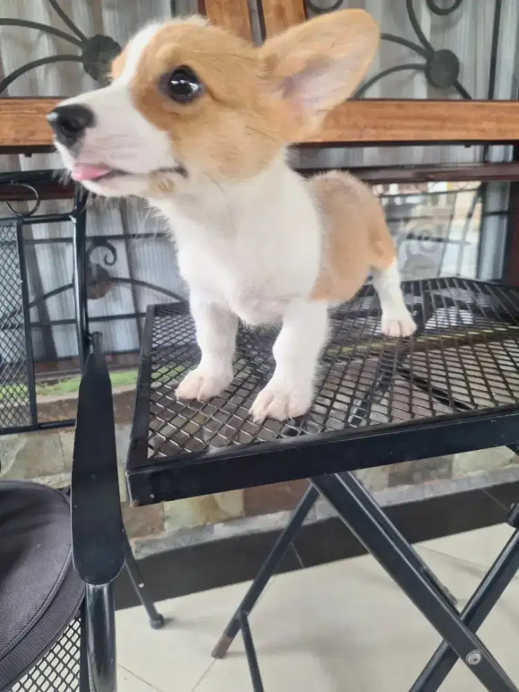 Anak anjing corgi