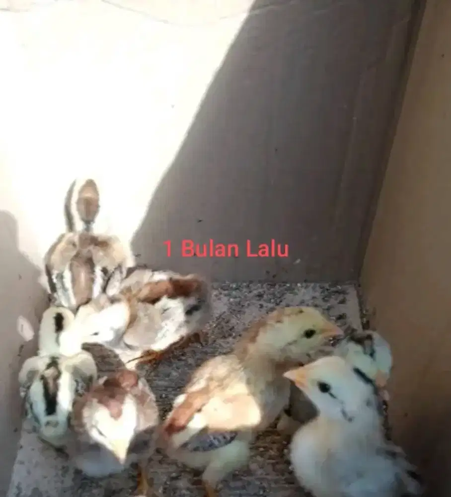 Anak ayam bangkok jenis mangon