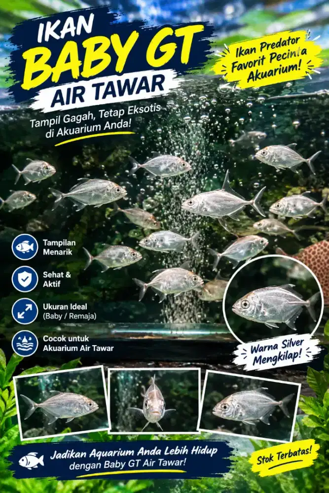 Hiasan ikan Baby GT air tawar full fresh water