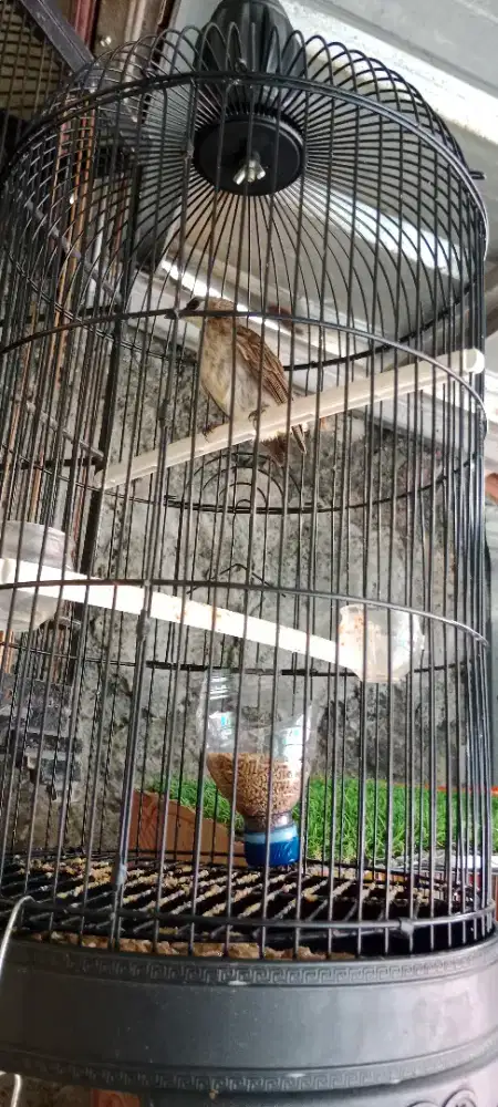 Burung Trucuk Jantan