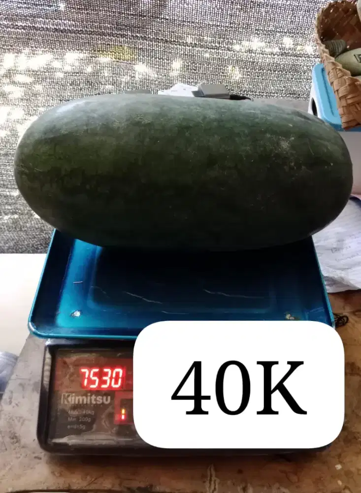 Semangka non biji, minul, biji