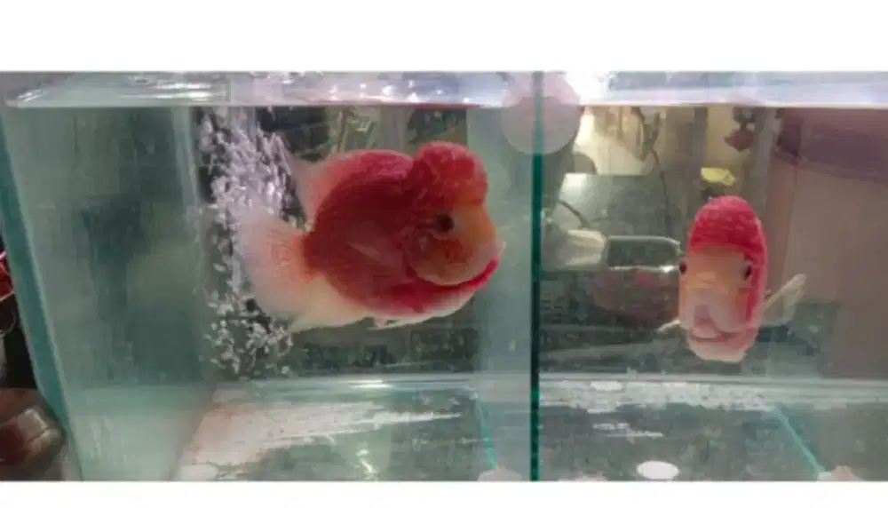 Ikan lohan GB betina 7bulan