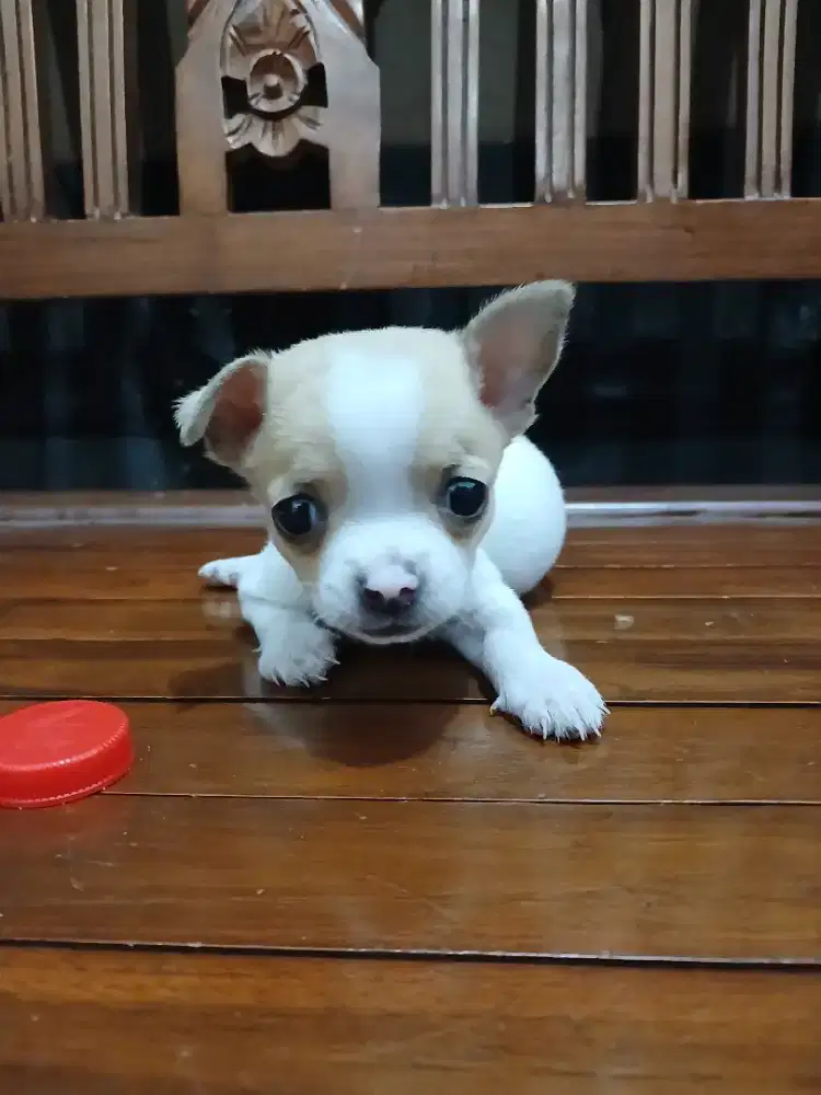 Anjing chihuahua anak